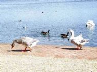 Ellesmere, Shropshire